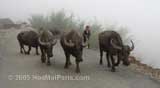 H'Mong people of Sapa, Vietnam 18
